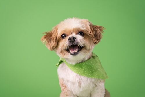 Choosing the Right Vet in Forest Lake: What to Look For and Questions to Ask